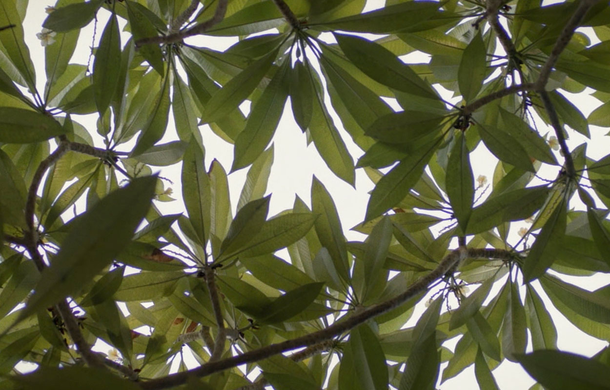 Spring Came On Laughing